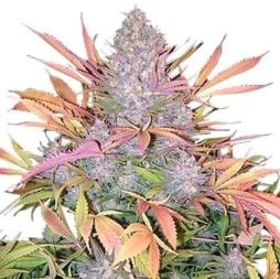 Strawberry Cough cannabis strain