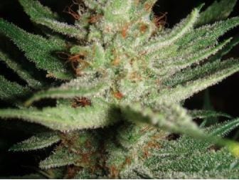 Top 25 Best Sativa Strains Of 2020 - Hand-Picked From TOP Seed Banks