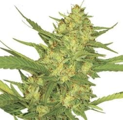 Sour Diesel cannabis strain