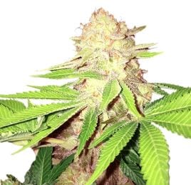 Strawberry Kush cannabis strain