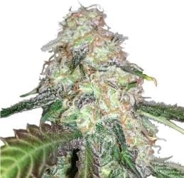 Top 25 Best Sativa Strains Of 2020 - Hand-Picked From TOP Seed Banks