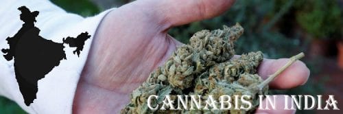 Buy Weed Online in India – A Complete Guide of Marijuana in India 2020