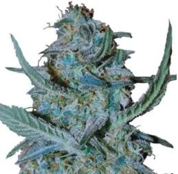 Blue Cheese cannabis strain