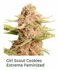 Girl Scout Cookies Extreme by ILGM