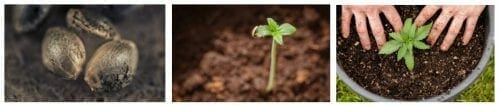 ILGM germination guarantee