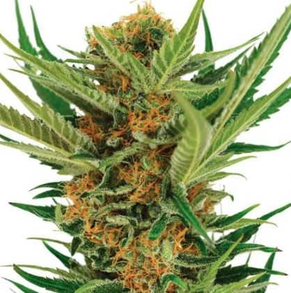 Jack Herer medical marijuana strain