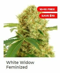 White Widow by ILGM