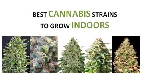 best-cannabis-seeds-grow-indoors-featured