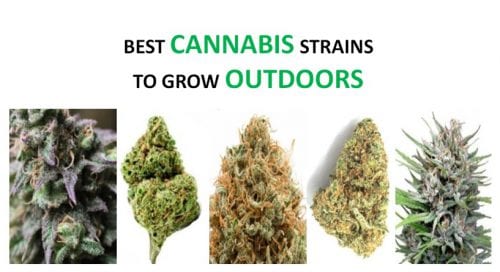 best-cannabis-strains-grow-outdoors-featured