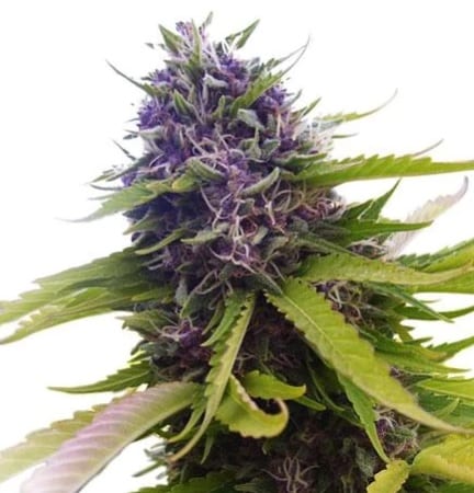 Blueberry cannabis strain