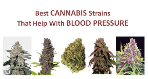 Best Marijuana Strains for Blood Pressure