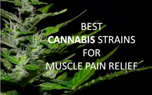 Best Marijuana Strains for Muscle Spasms Relief