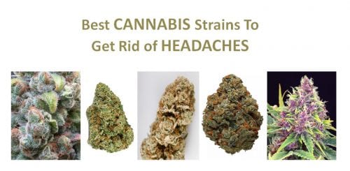 best marijuana strains for migraine