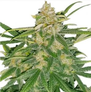 critical-mass-cannabis-strain