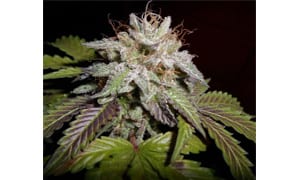 Sunset Sherbet Cannabis Strain Review