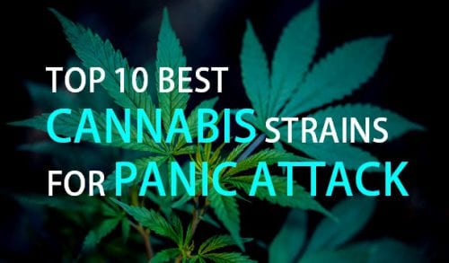 10 best cannabis strains for panic attack