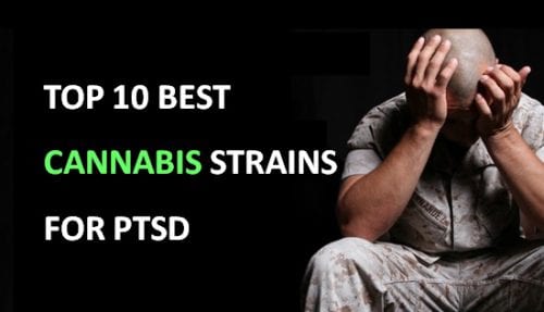 best cannabis strains for PTSD