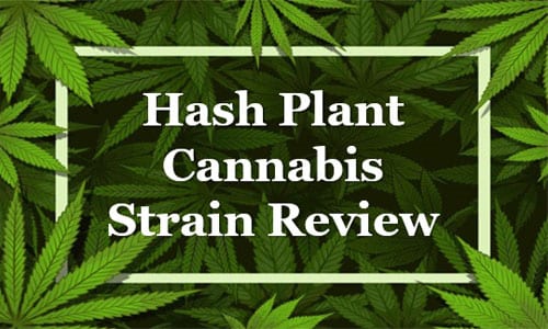 Hash Plant Cannabis Strain Review