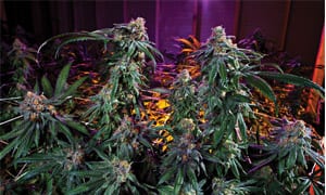 Granddaddy purple cannabis strain review