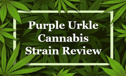 Purple Urkle Cannabis Strain Review