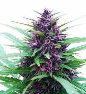 Blueberry CBD cannabis strain