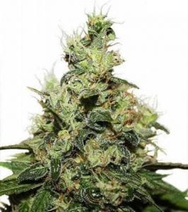 CBD kush cannabis strain
