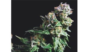 Purple Urkle Cannabis Strain Review