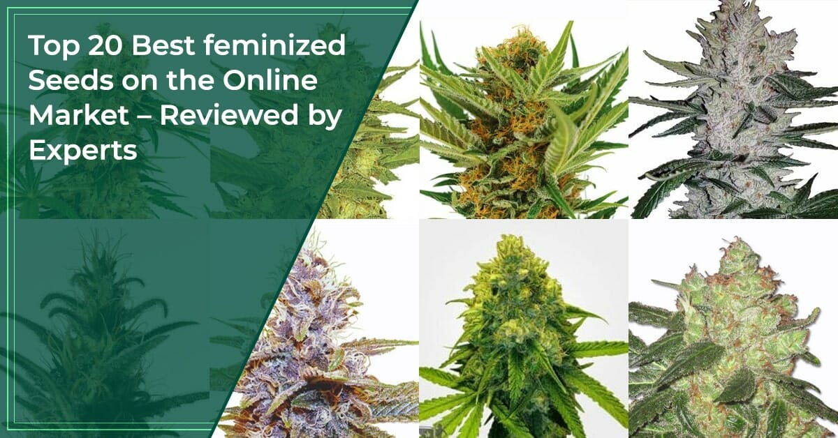 Top #15 Best feminized Seeds in 2022 - [The only seeds you NEED]