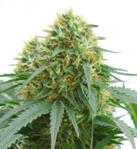 Willie Nelson cannabis strain