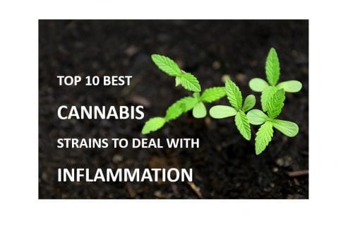best cannabis strains for inflammation