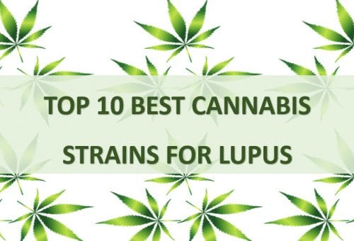 best cannabis strains for lupus