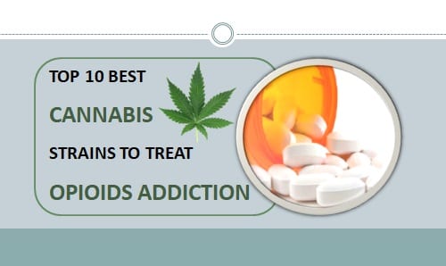 best cannabis strains to reduce opioid dependence