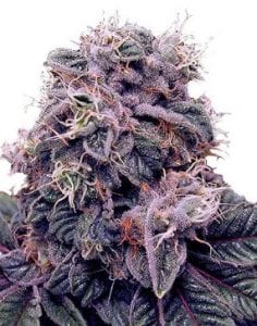 blackberry kush cannabis strain
