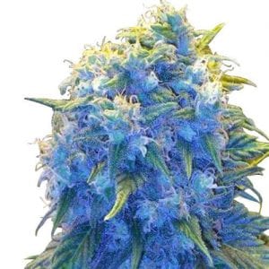 blue haze cannabis strain
