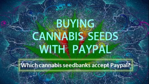buying-cannabis-seeds-with-paypal