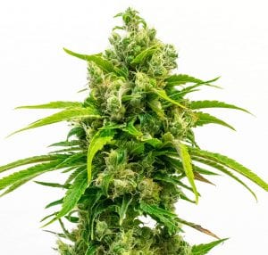 carmagnola cbd cannabis strain