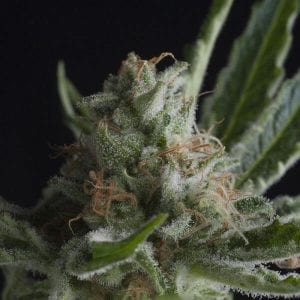 cbd shark cannabis strain