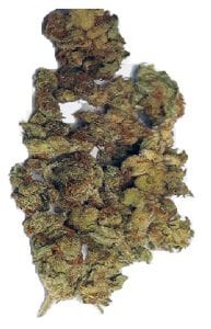 dr grinspoon cannabis strain