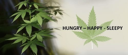 hungry happy sleepy with cannabis