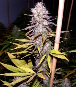 lavender cannabis strain