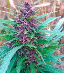 shaman cannabis strain