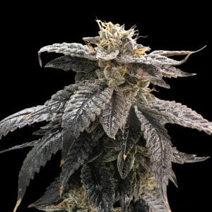 the ox cannabis strain