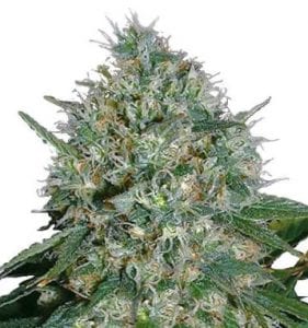 white rhino cannabis strain