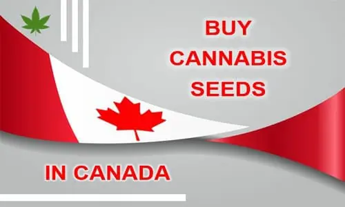 Buy cannabis seeds in Canada