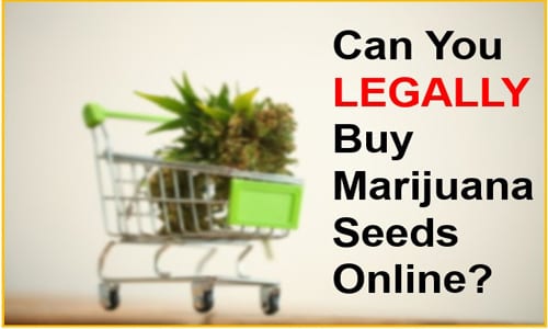 Can You LEGALLY Buy Marijuana Seeds Online?