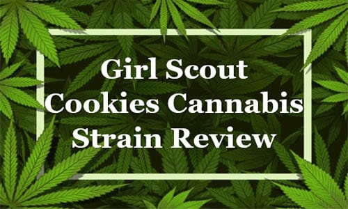 Girl Scout Cookies Cannabis Strain Review