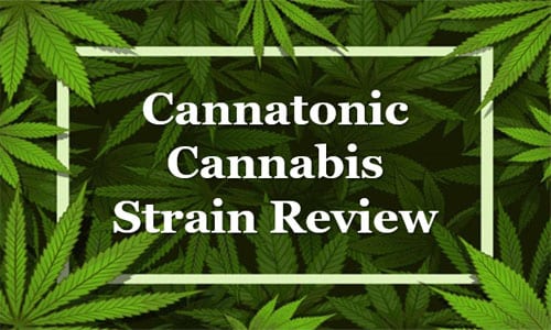 Cannatonic Strain Review