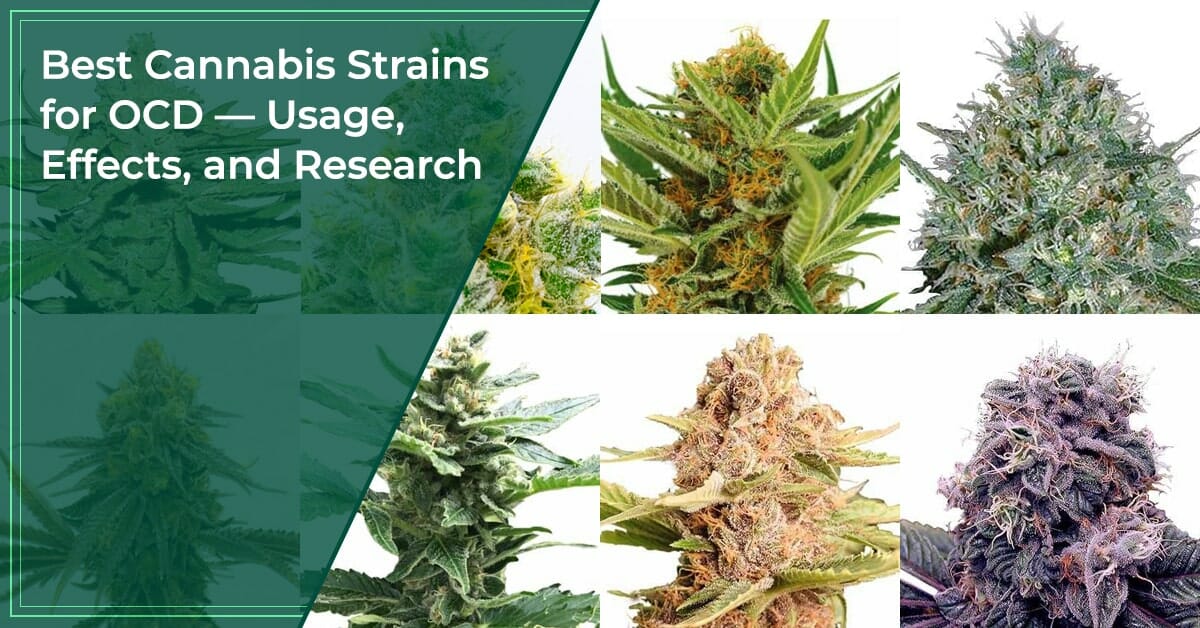 Top 10 Best Cannabis Strains for OCD In 2024 - [Must Read]