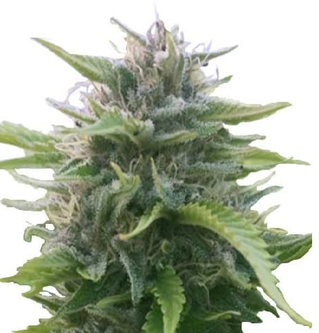 Harlequin cannabis strain - high CBD
