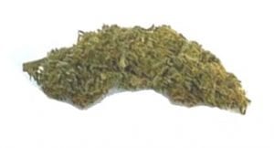 Hemp World Haze cbd flower cannabis strain
